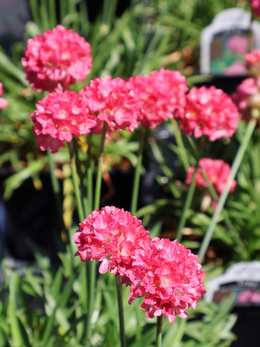 Armeria "Dreamland" Sea Thrift