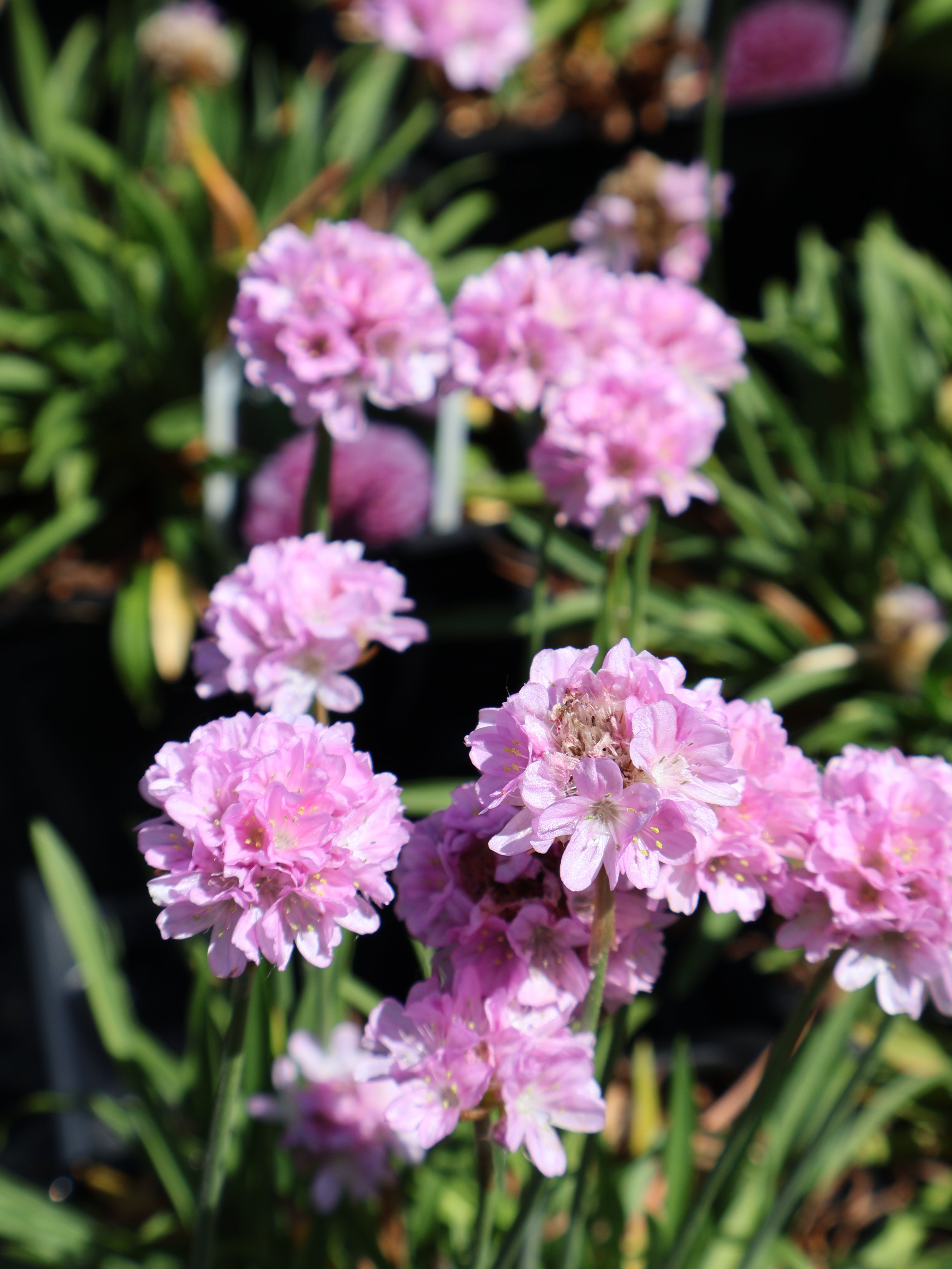 Armeria 