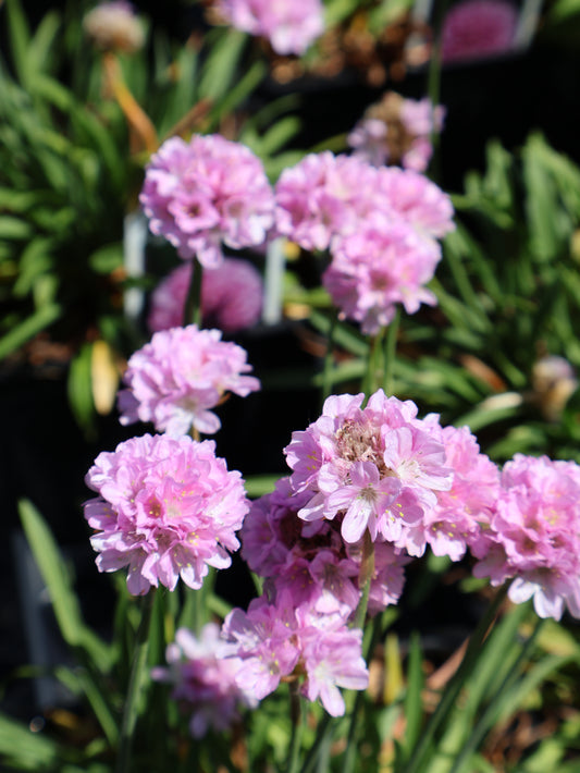 Armeria "Sweet Dreams" Sea Thrift