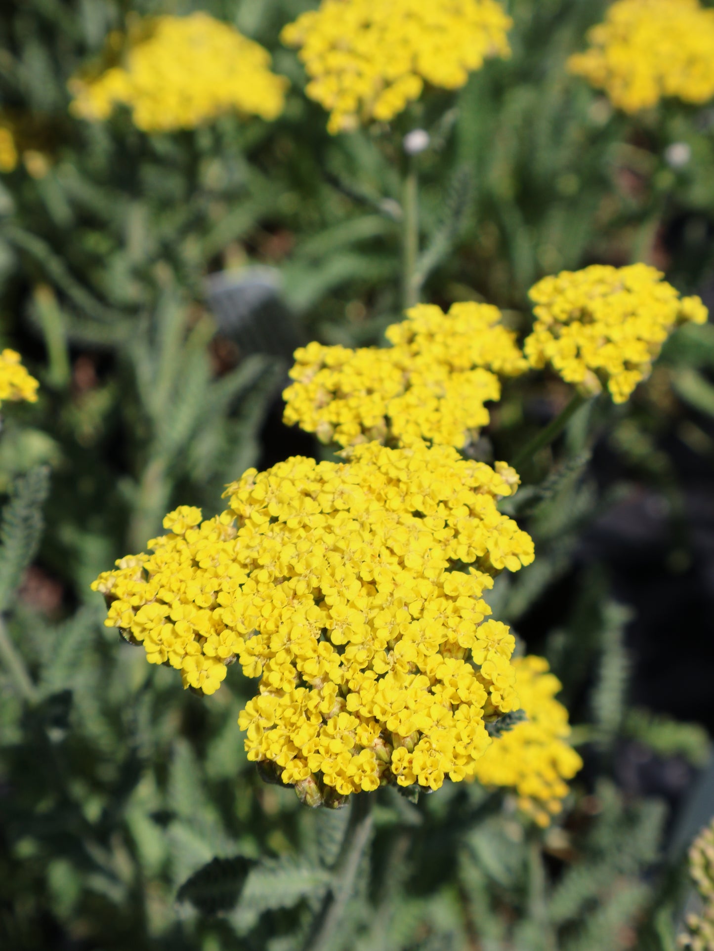 Achillea "Sassy Summer Lemon" Yarrow