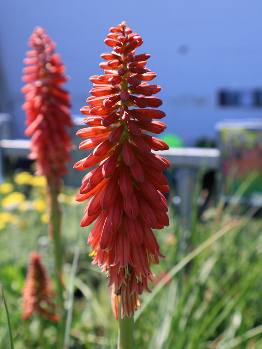 Kniphofia 'RedHot Popsicle' Red Hot Poker