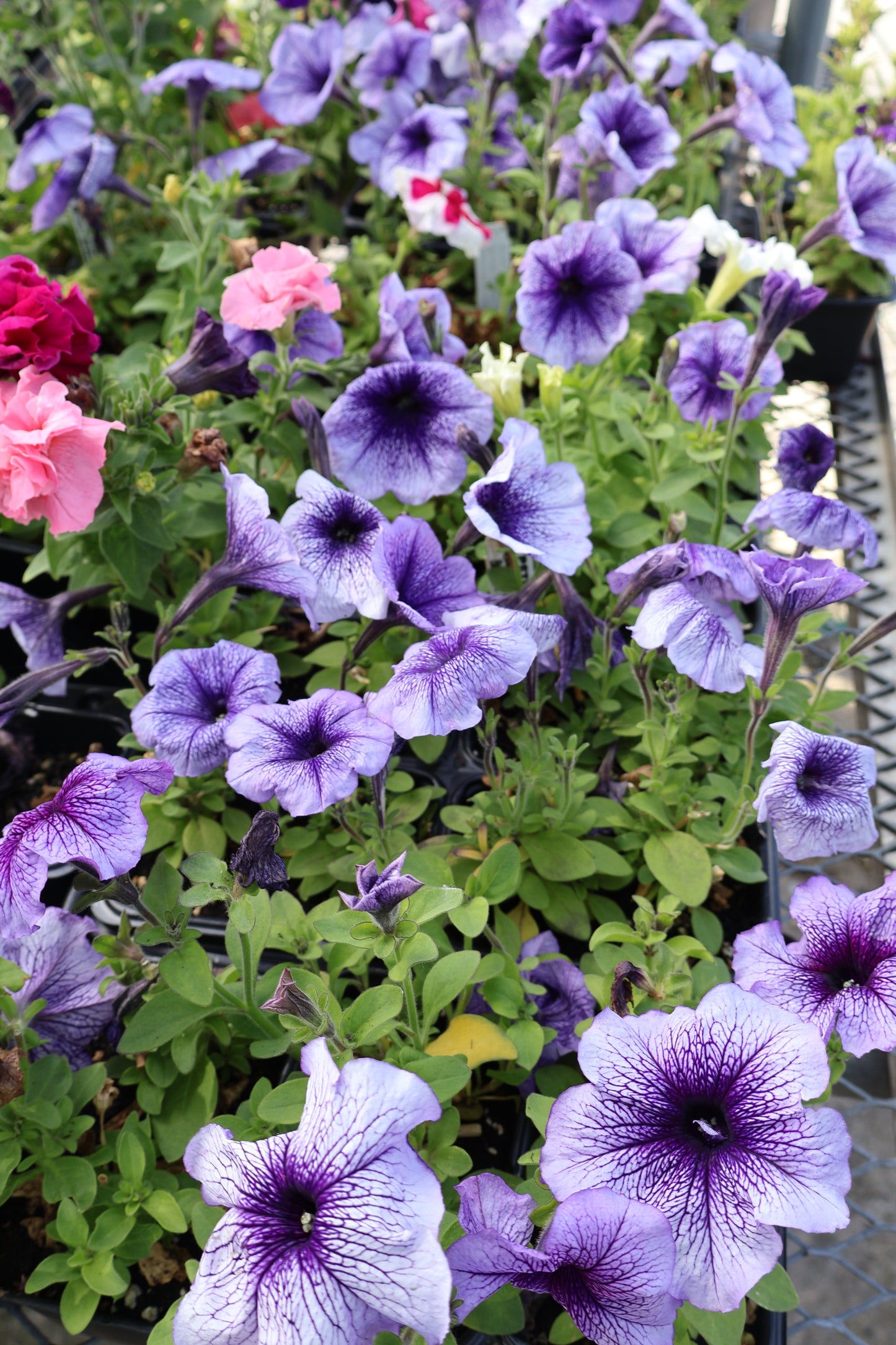 2/$20 Special Purchase Full Petunia Flat
