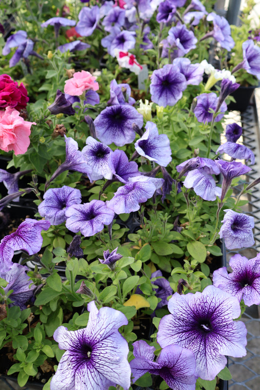 2/$20 Special Purchase Full Petunia Flat