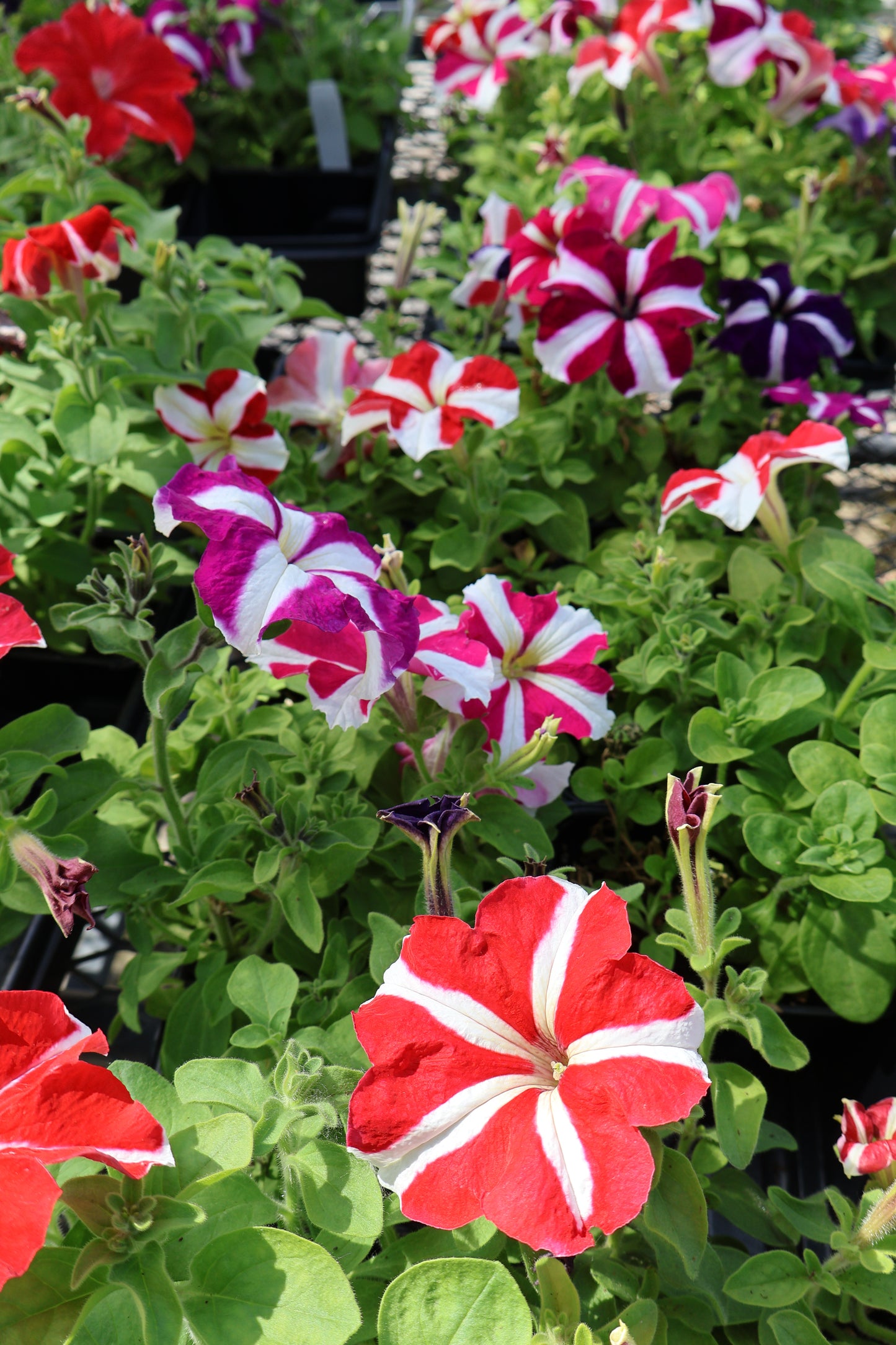 2/$20 Special Purchase Full Petunia Flat