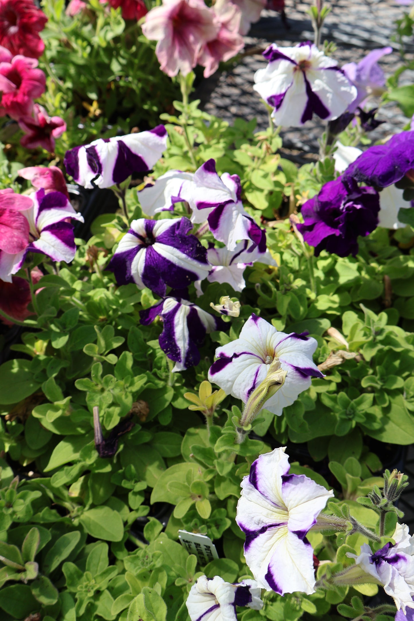2/$20 Special Purchase Full Petunia Flat