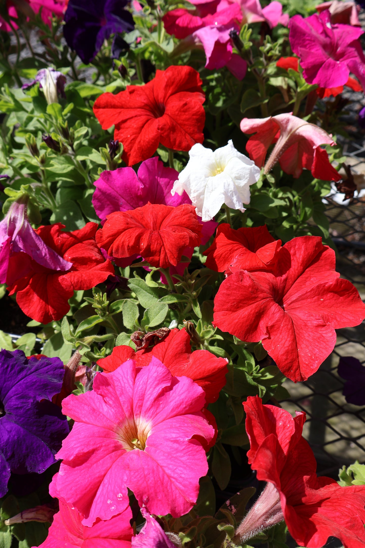 2/$20 Special Purchase Full Petunia Flat