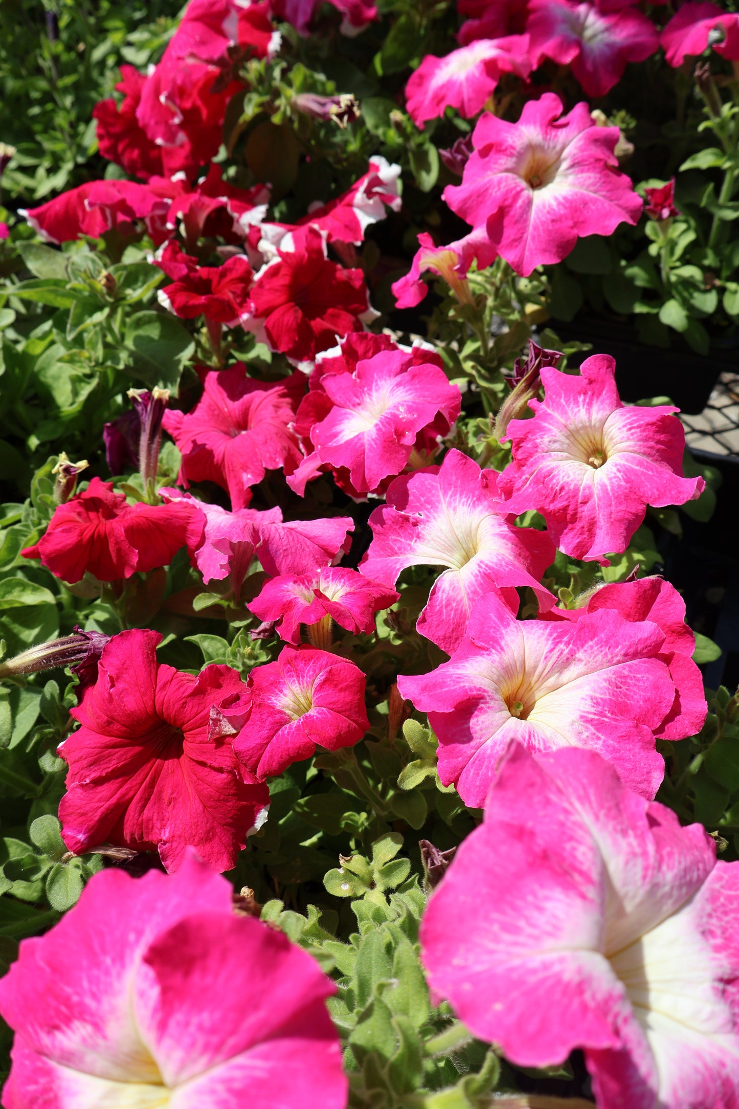 2/$20 Special Purchase Full Petunia Flat