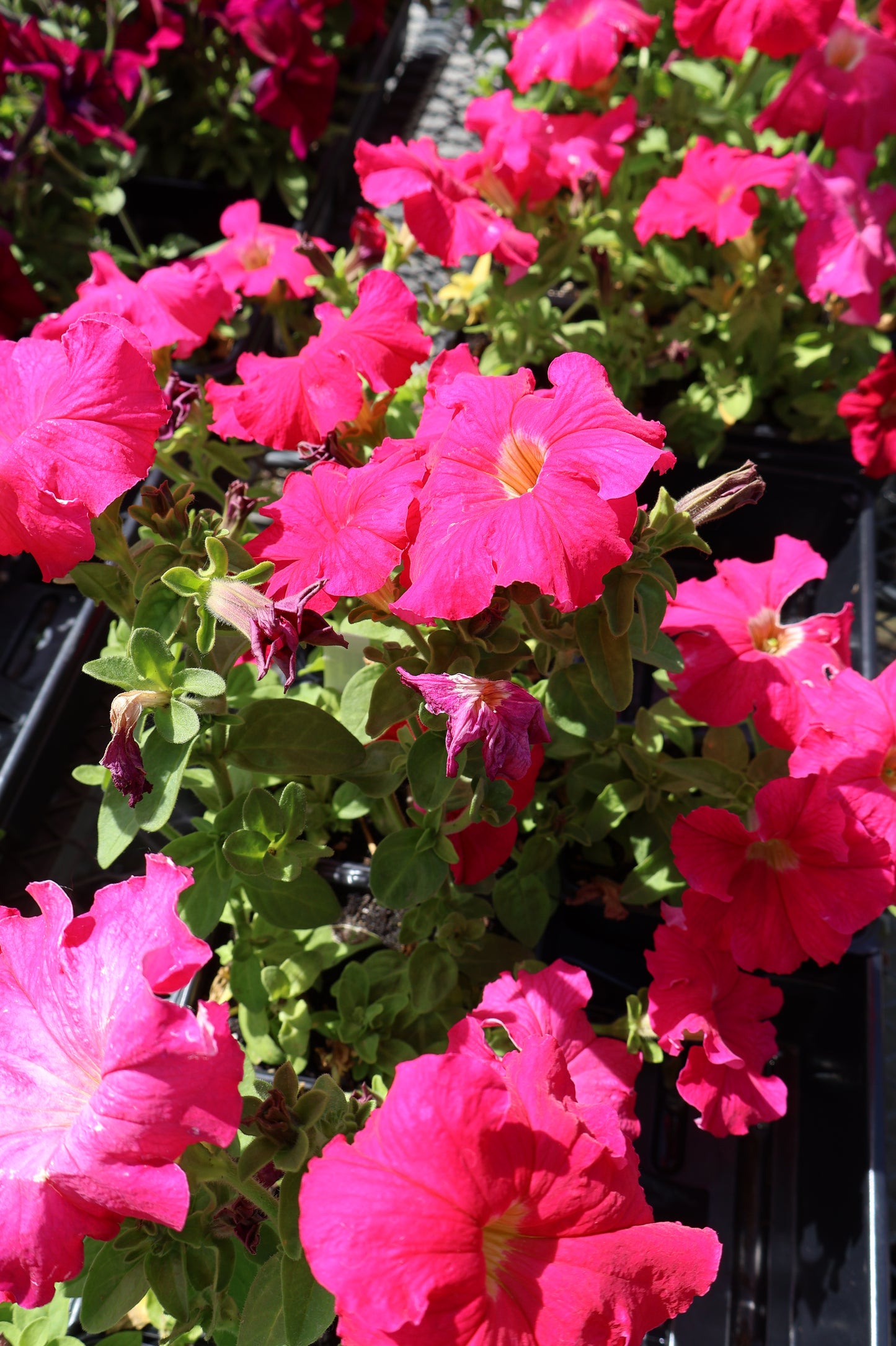 2/$20 Special Purchase Full Petunia Flat