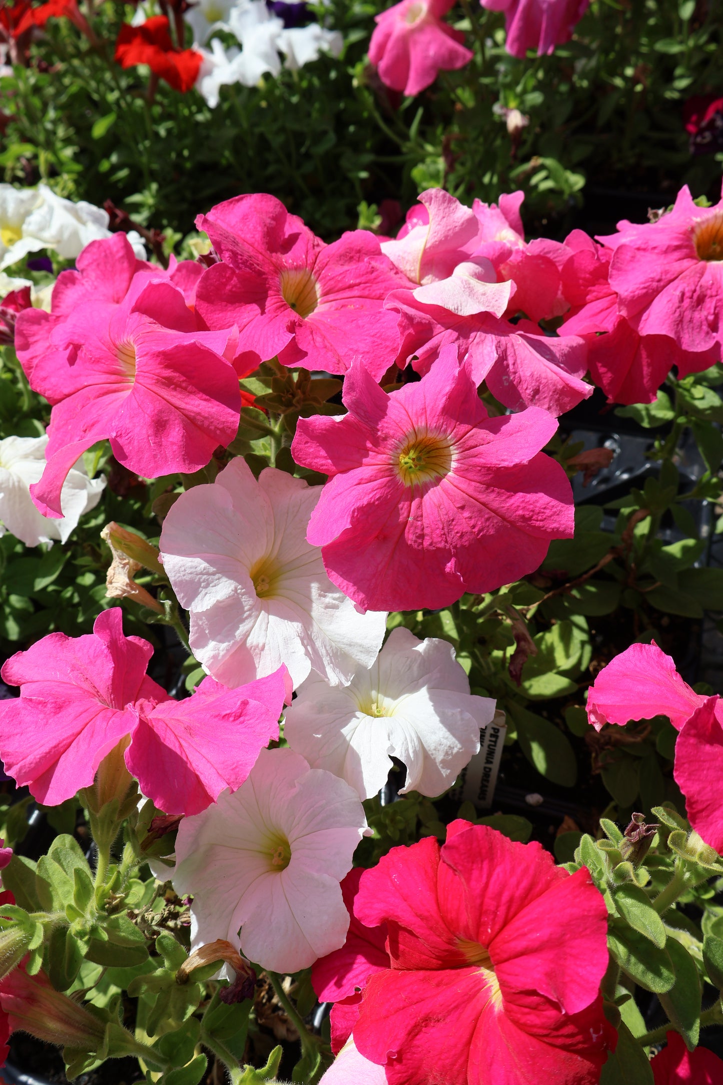 2/$20 Special Purchase Full Petunia Flat