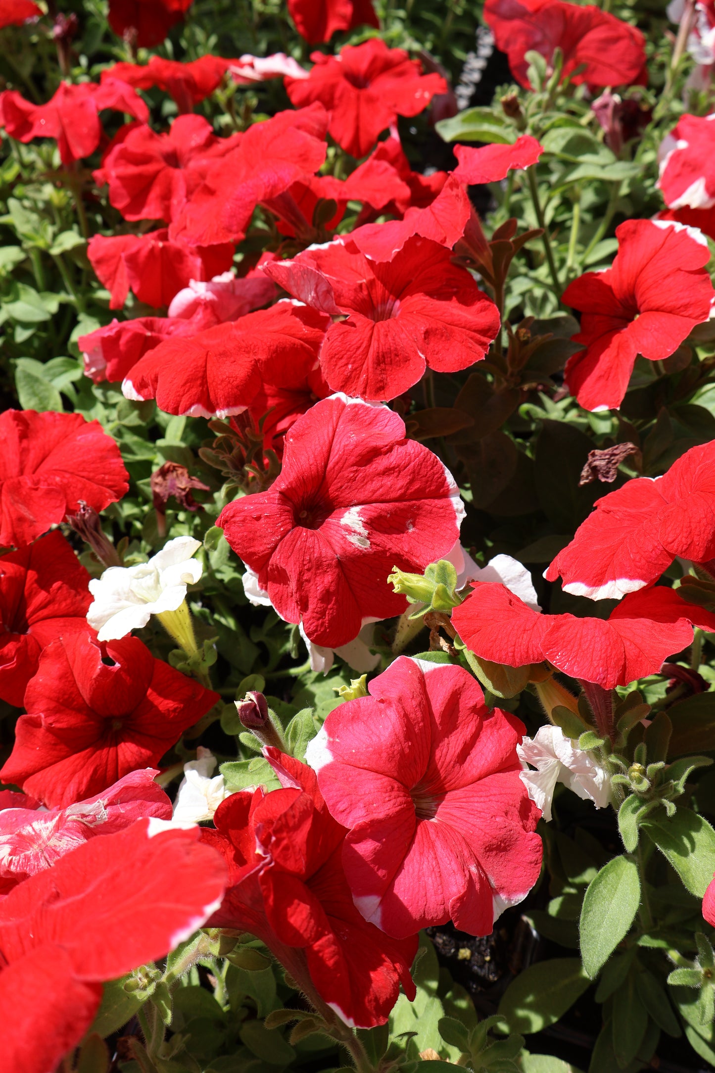 2/$20 Special Purchase Full Petunia Flat
