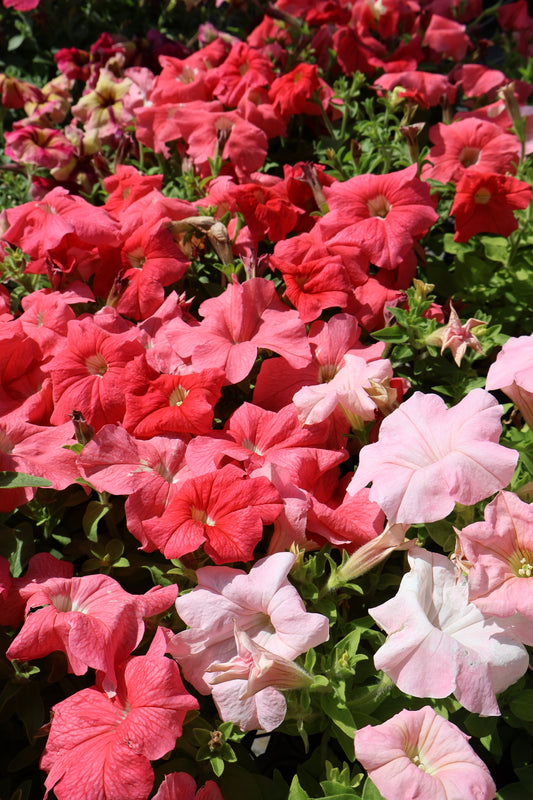 2/$20 Special Purchase Full Petunia Flat