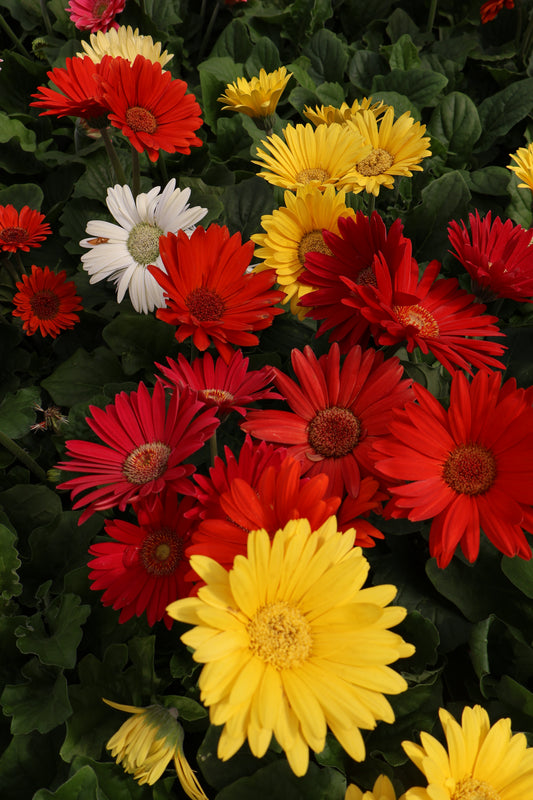 4" GERBERA DAISY