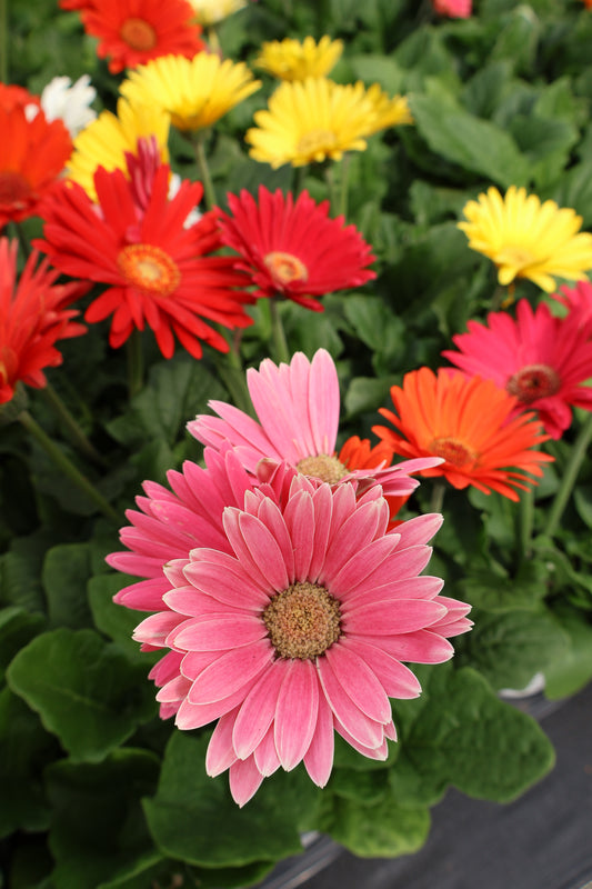 4" GERBERA DAISY