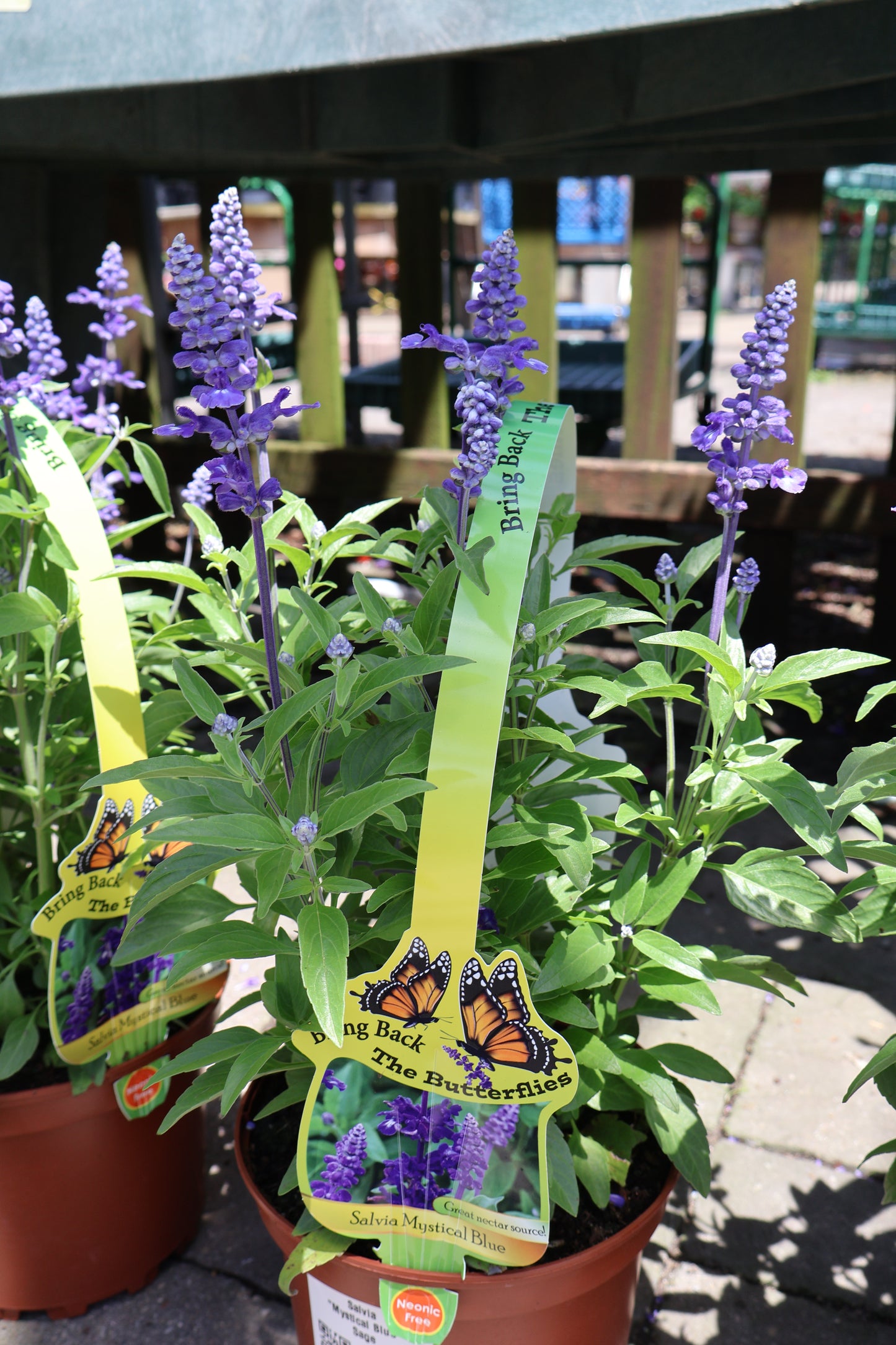 Salvia 'Mystical Blue' Autumn Sage *Annual*