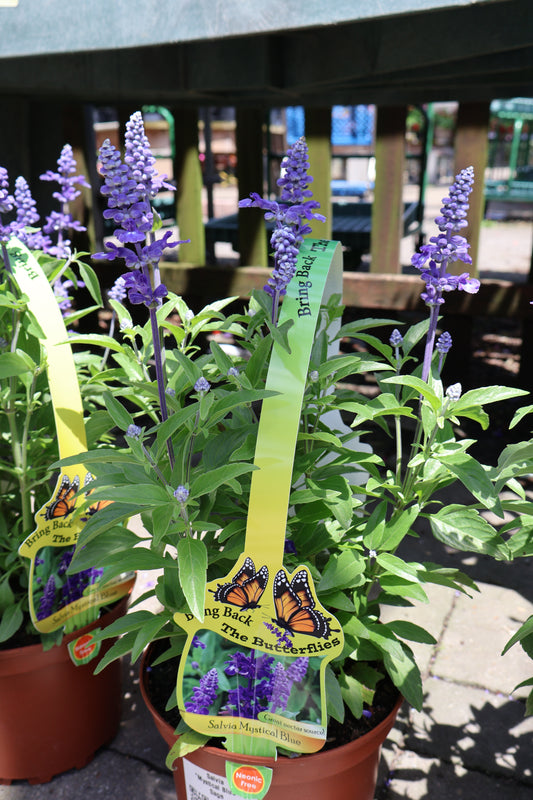 Salvia 'Mystical Blue' Autumn Sage *Annual*