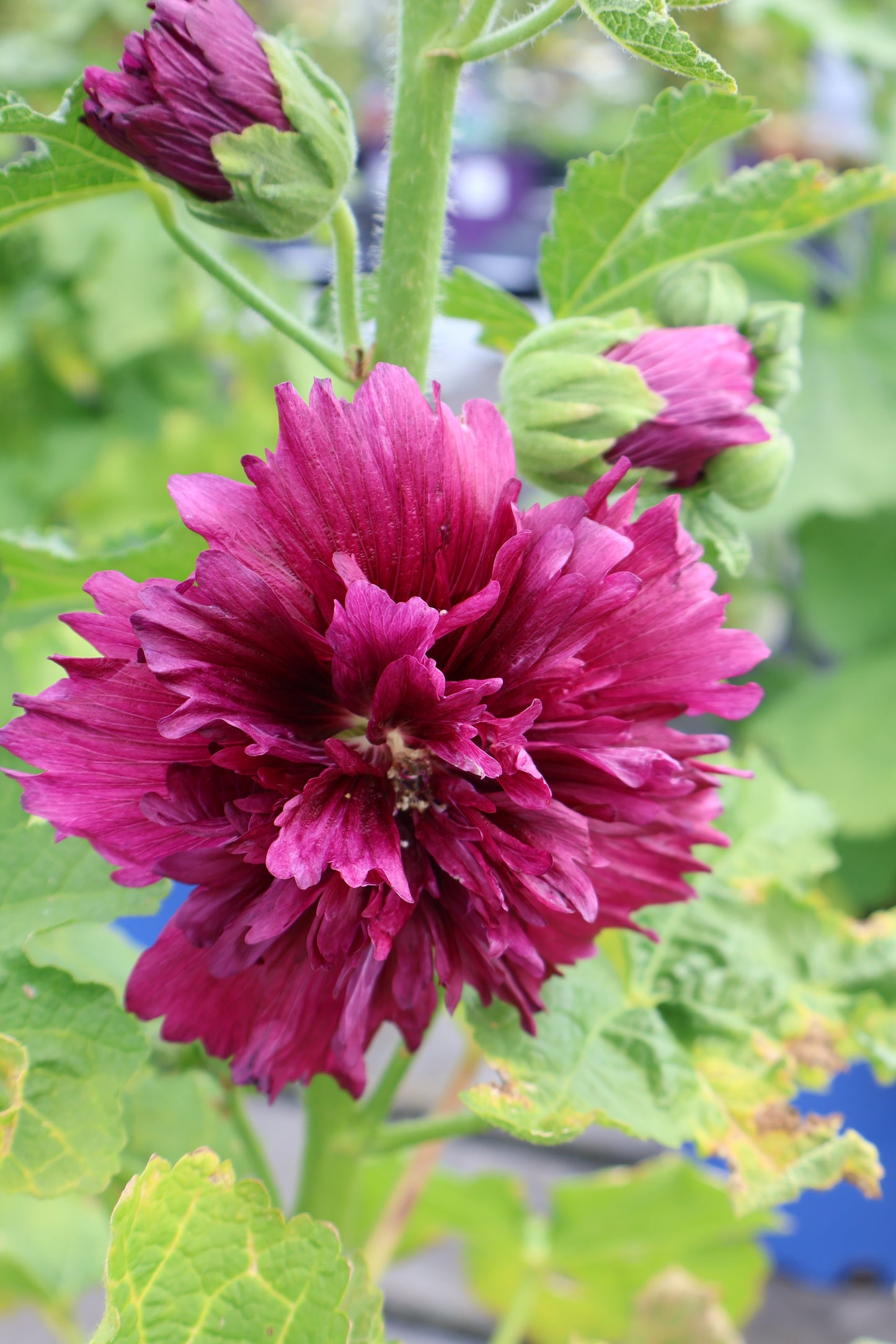 Alcea Spring Celebrities Hollyhock