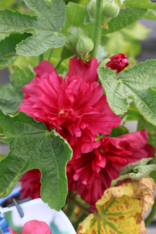 Alcea Spring Celebrities Hollyhock