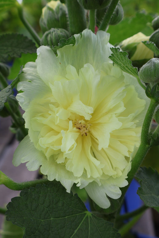 Alcea Spring Celebrities Hollyhock