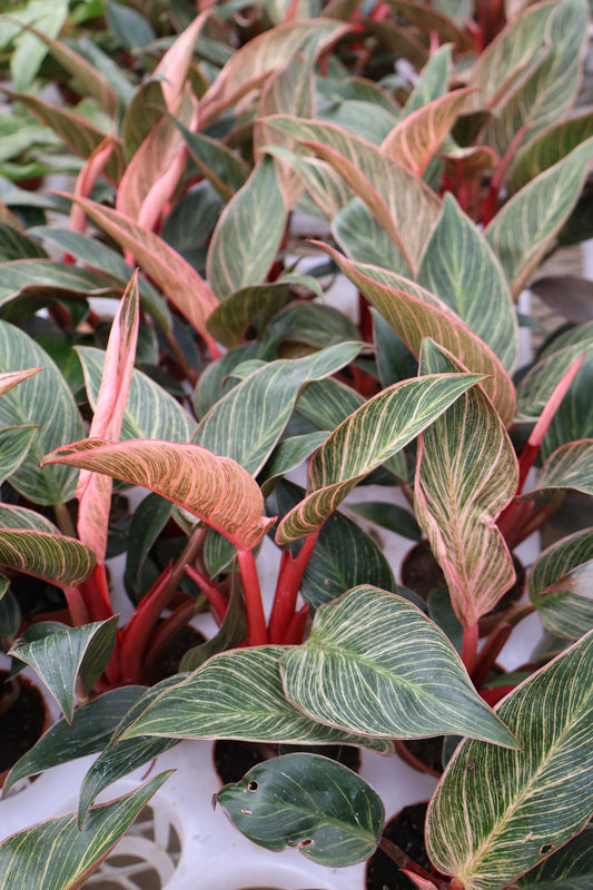 3" PINK BIKINI PHILODENDRON