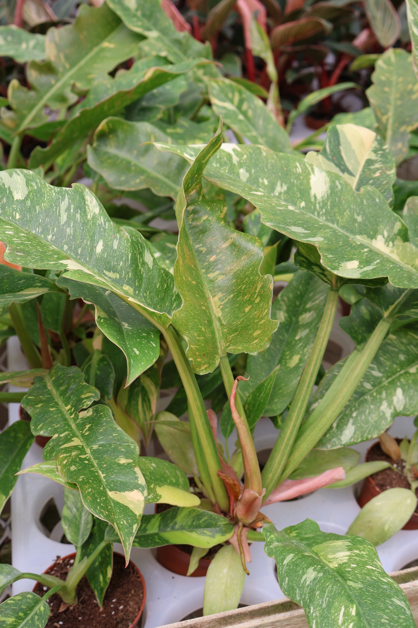 3" PHILODENDRON RING OF FIRE