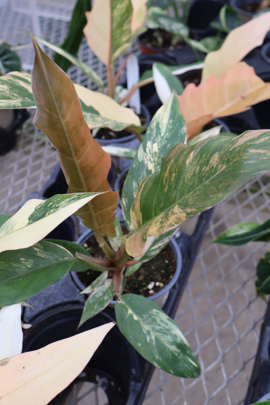 4.5" PHILODENDRON CARAMEL MARBLE