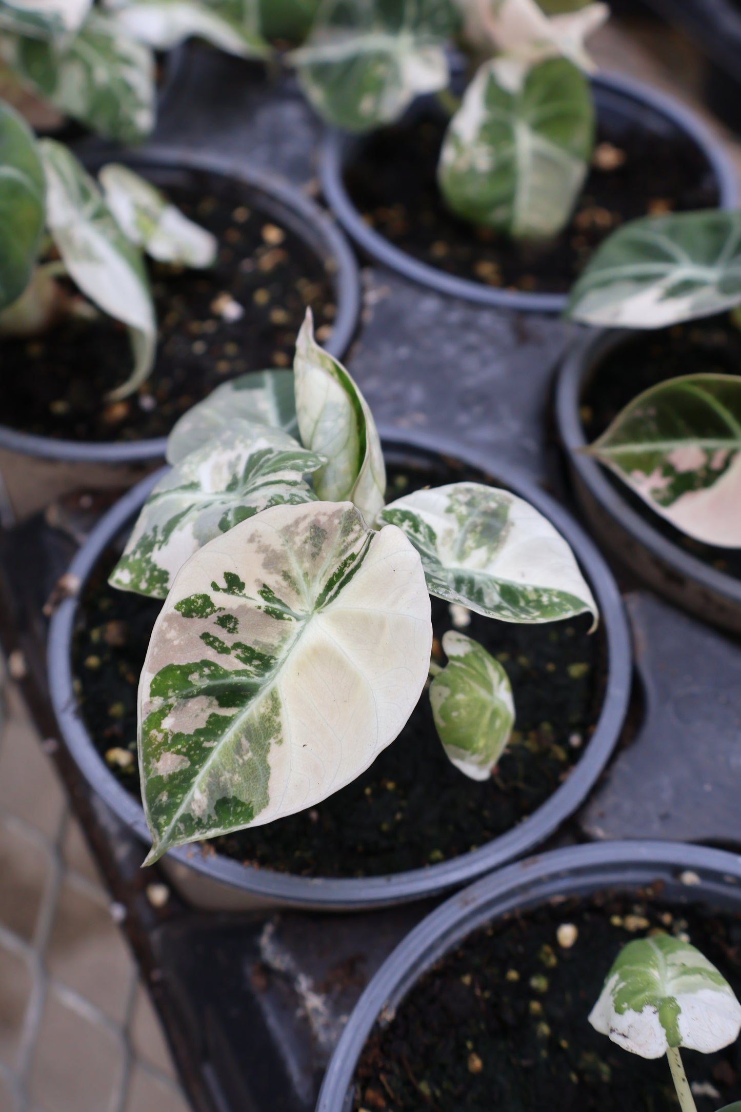 4.5" ALOCASIA BLACK VELVET PINK VARIEGATED
