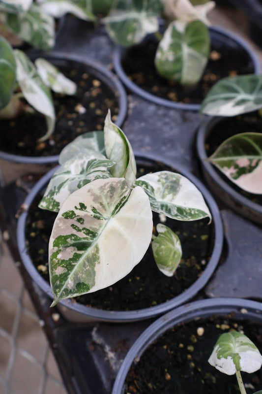 4.5" ALOCASIA BLACK VELVET PINK VARIEGATED