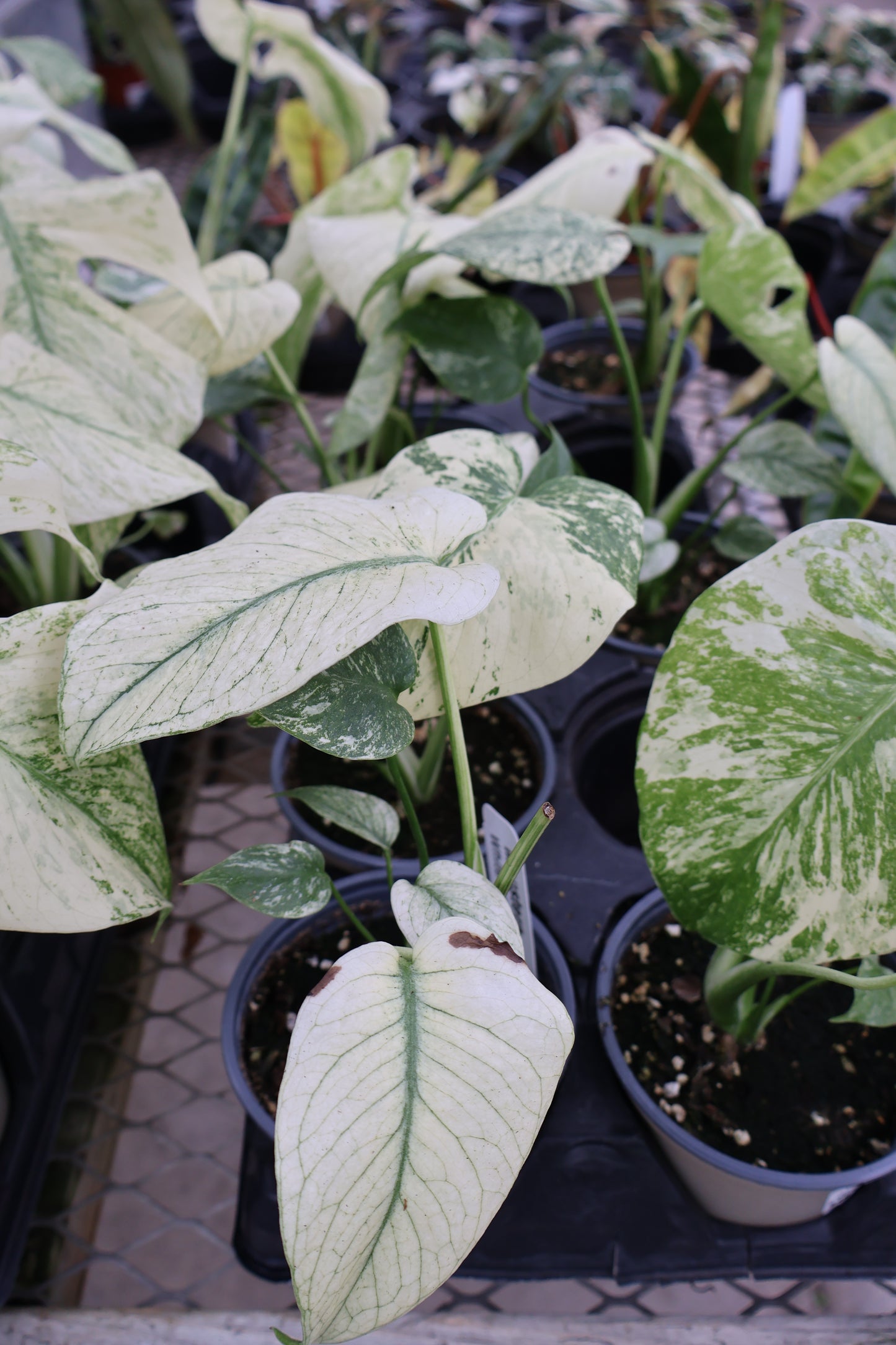 4.5" MONSTERA WHITE MONSTER