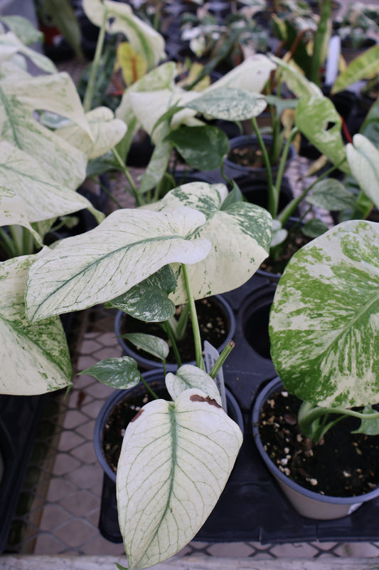 4.5" MONSTERA WHITE MONSTER