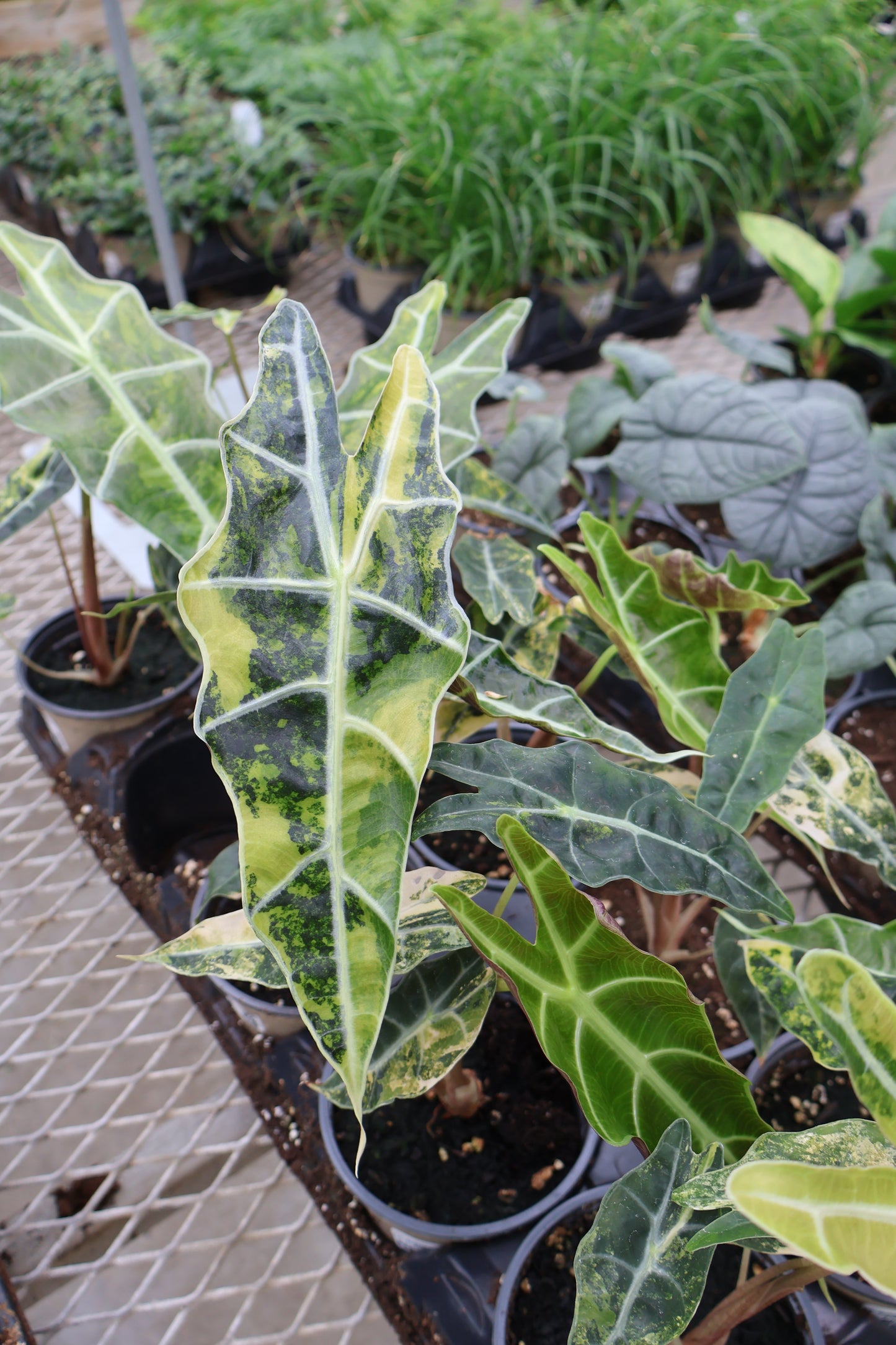 4.5" ALOCASIA BULL AUREA
