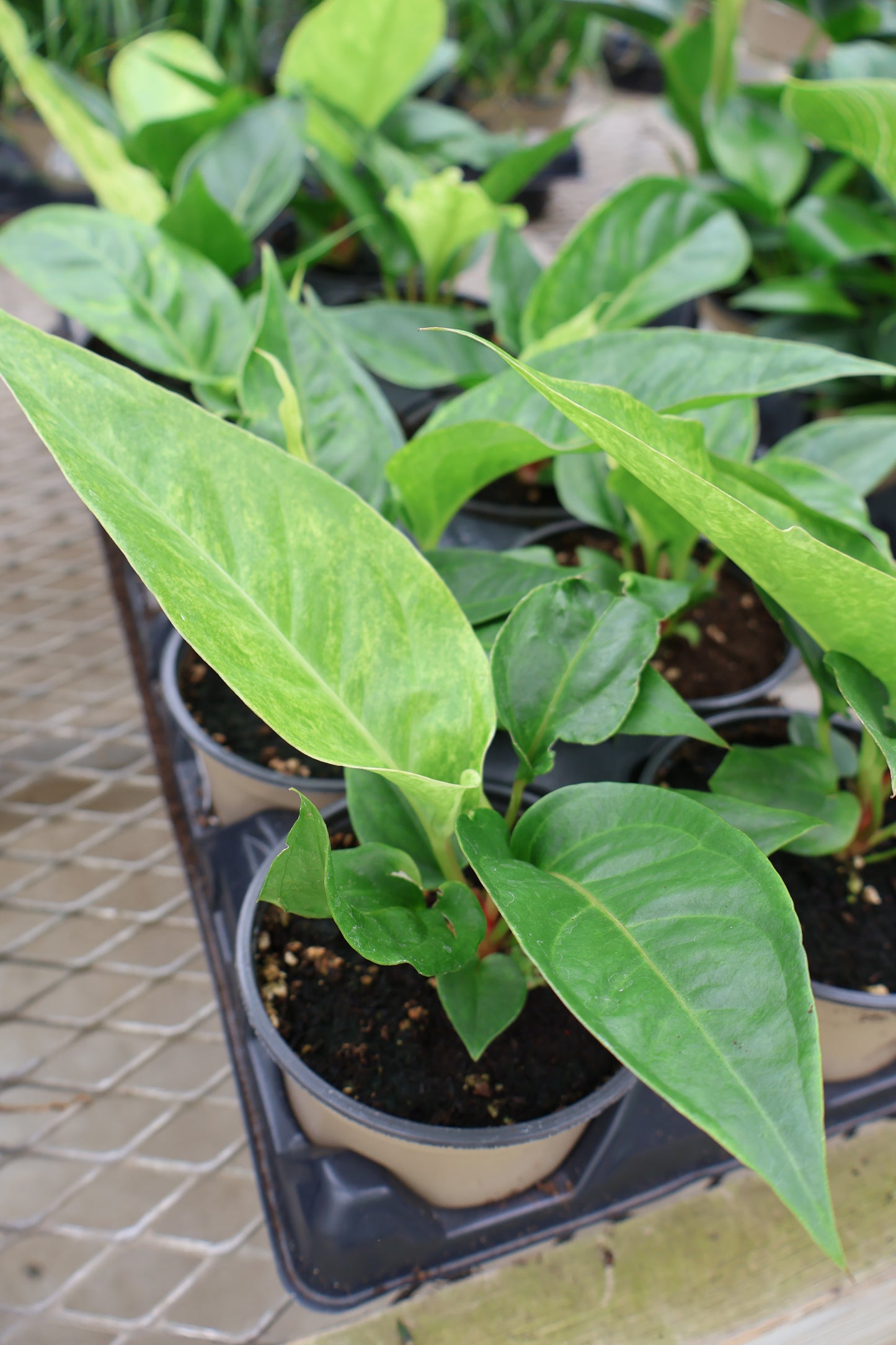 4.5" ANTHURIUM RENAISSANCE