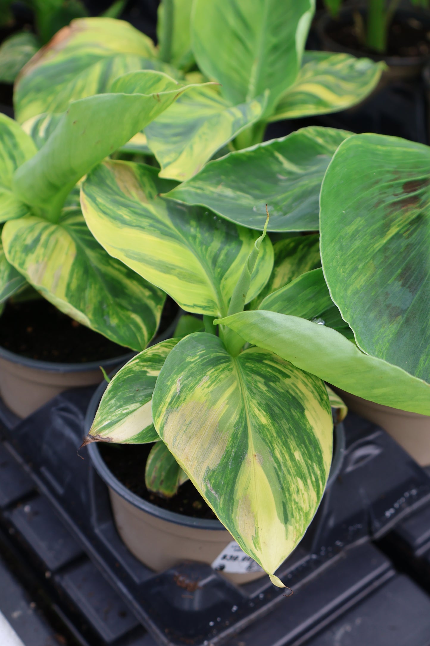 4.5" MUSA DWARF ORIENTAL VARIEGATED YELLOW BANANA