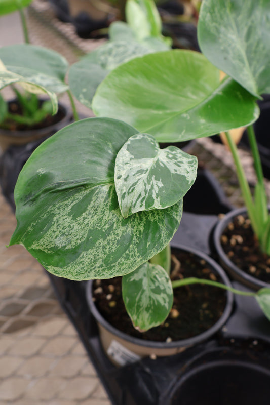 4.5" MONSTERA BULBASAUR