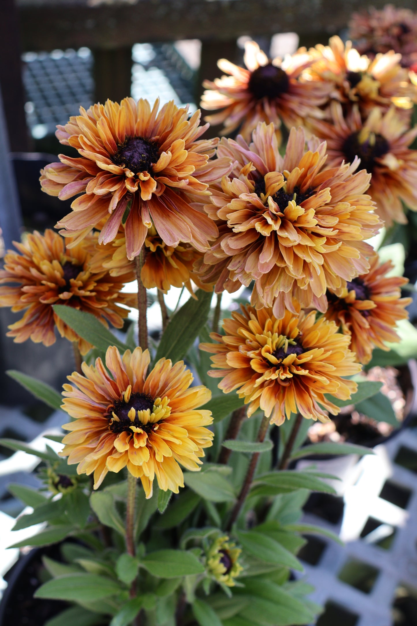 Rudbeckia Hirta Sunbeckia - Annual