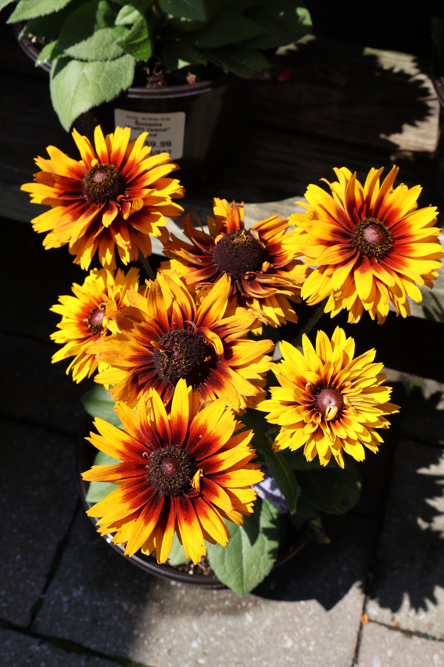 Rudbeckia Hirta Sunbeckia - Annual