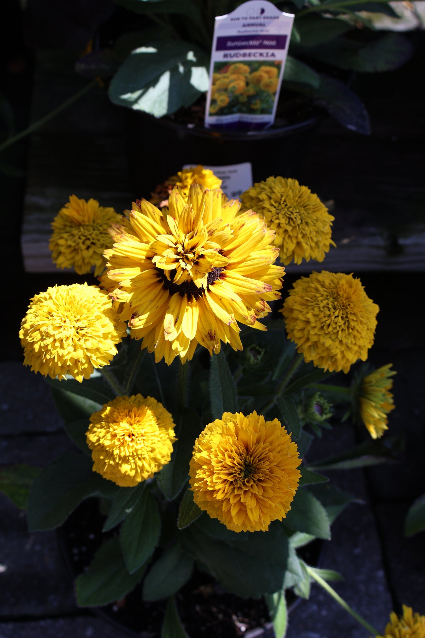 Rudbeckia Hirta Sunbeckia - Annual