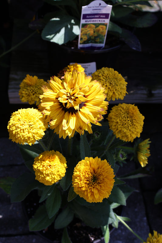 Rudbeckia Hirta Sunbeckia - Annual