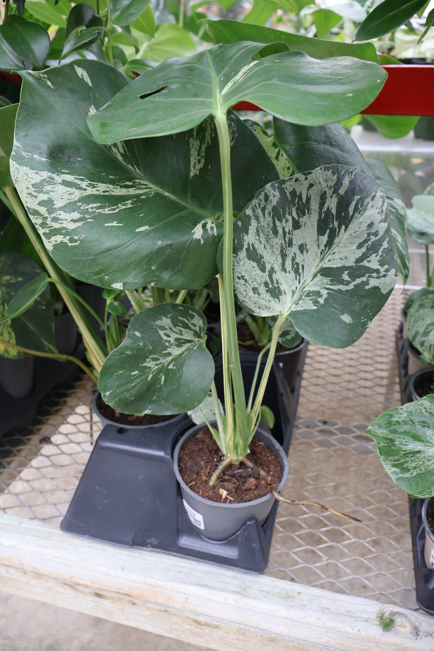 5" MONSTERA BULBASAUR