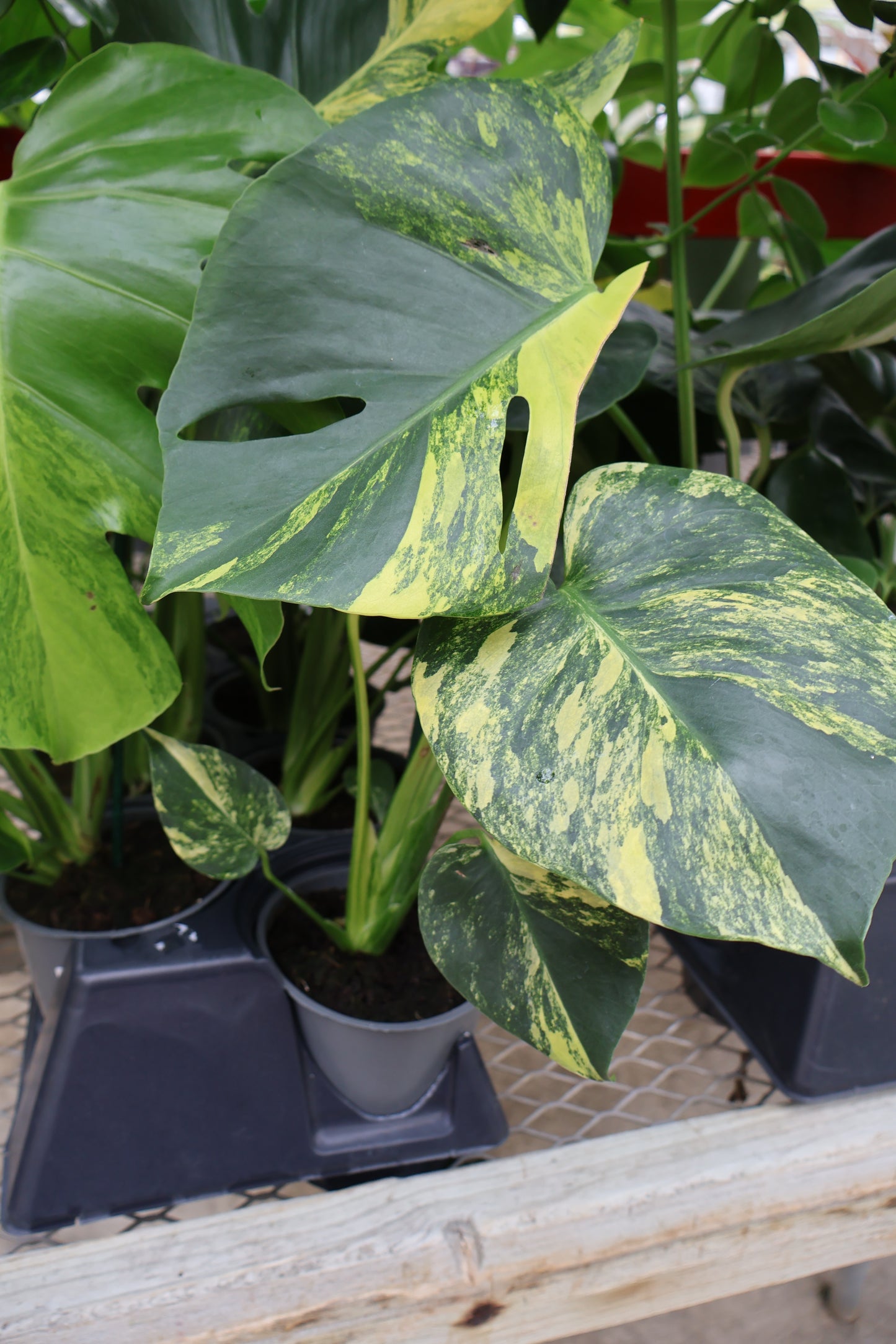 5" MONSTERA AUREA MARILYN