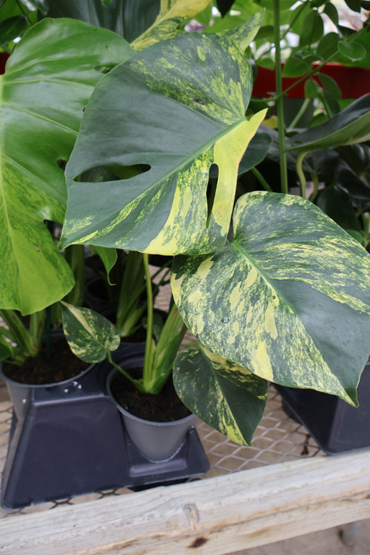 5" MONSTERA AUREA MARILYN
