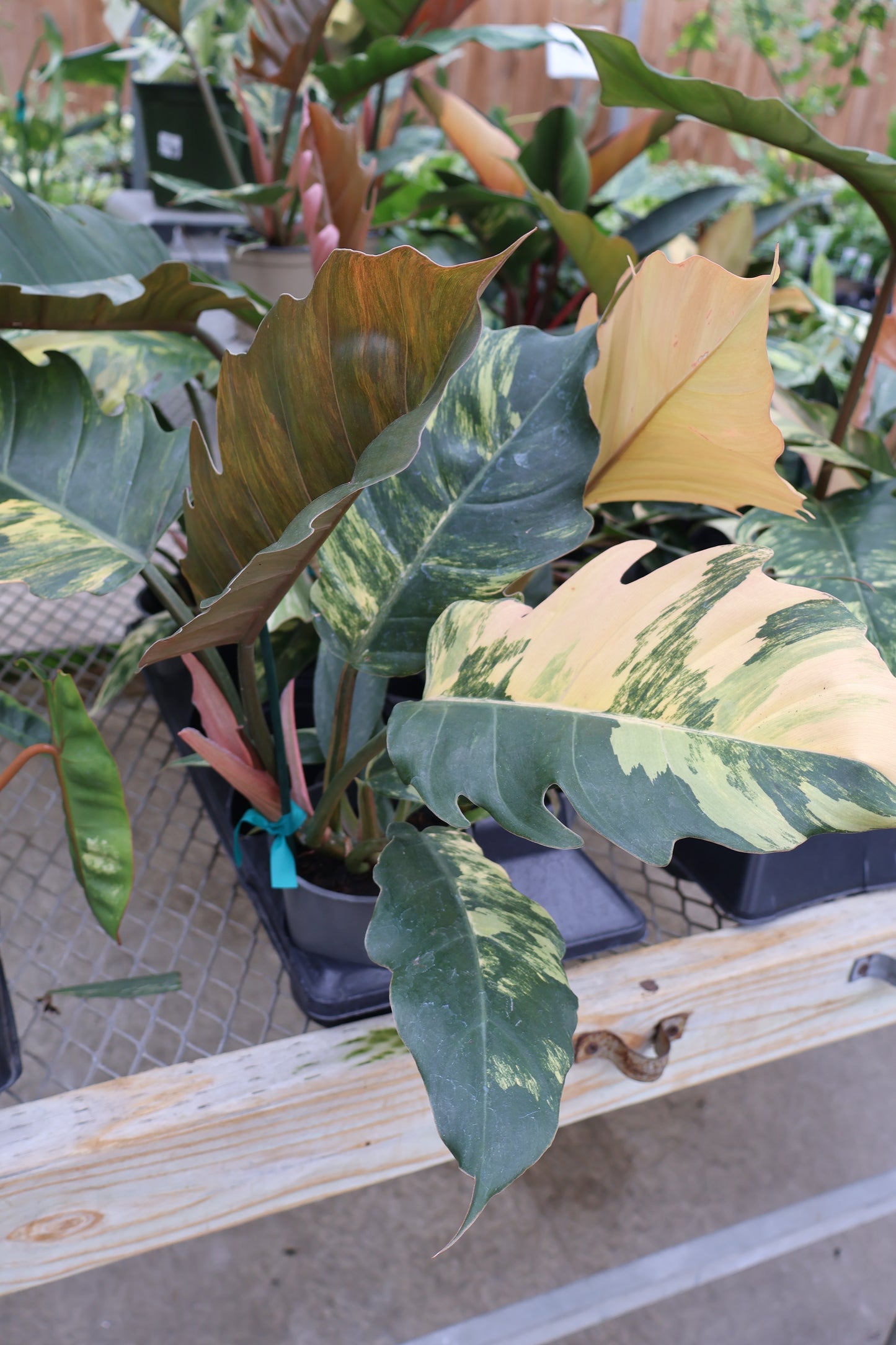 5" PHILODENDRON CARAMEL MARBLE