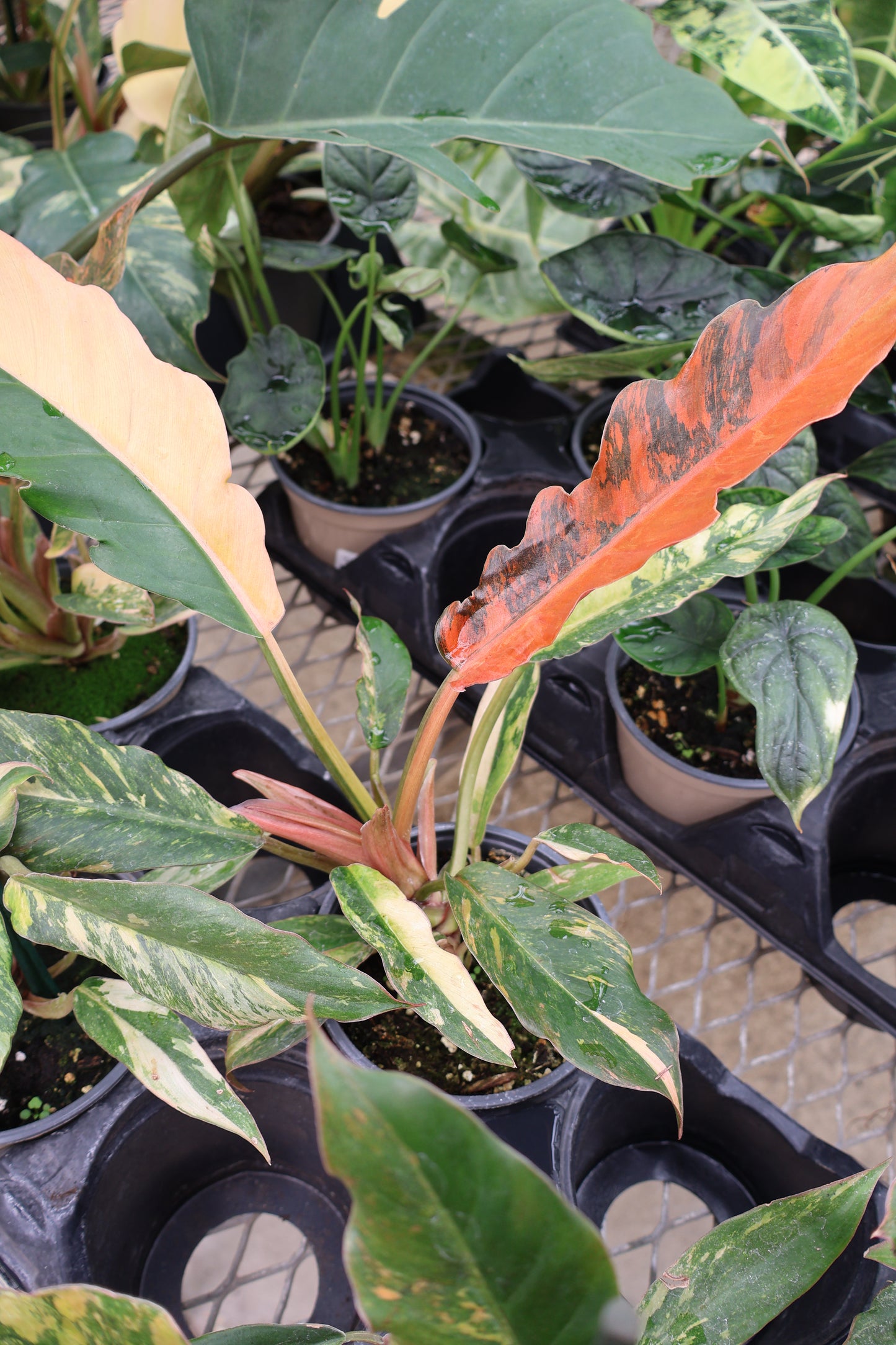 4.5" PHILODENDRON CARAMEL MARBLE STRAWBERRY