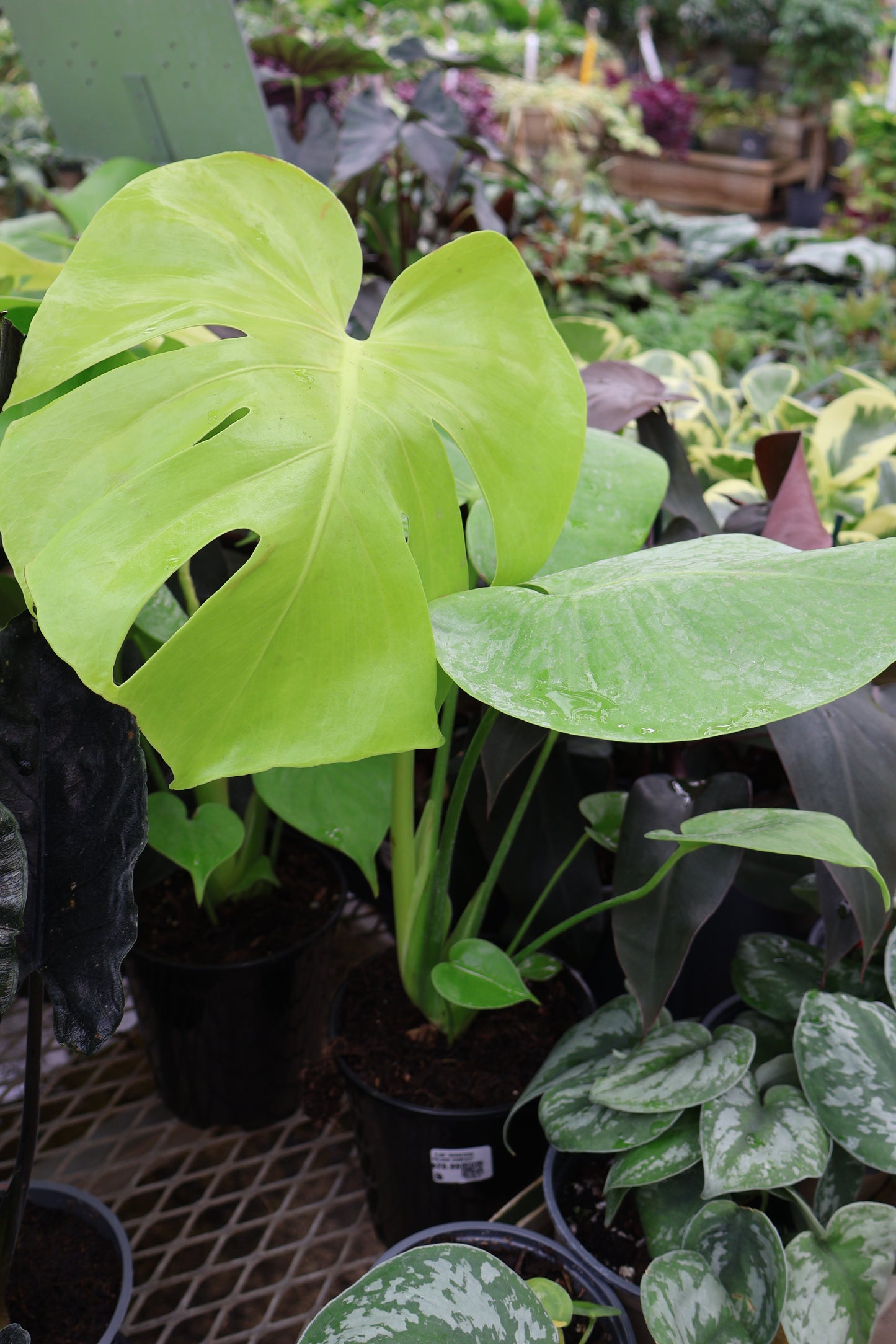 5.39" MONSTERA GOLDEN COMPACT