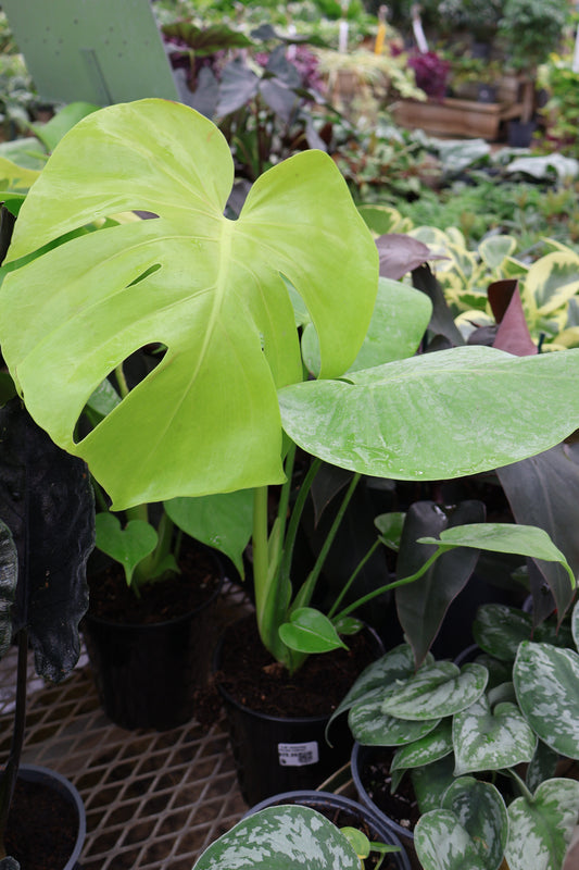 5.39" MONSTERA GOLDEN COMPACT