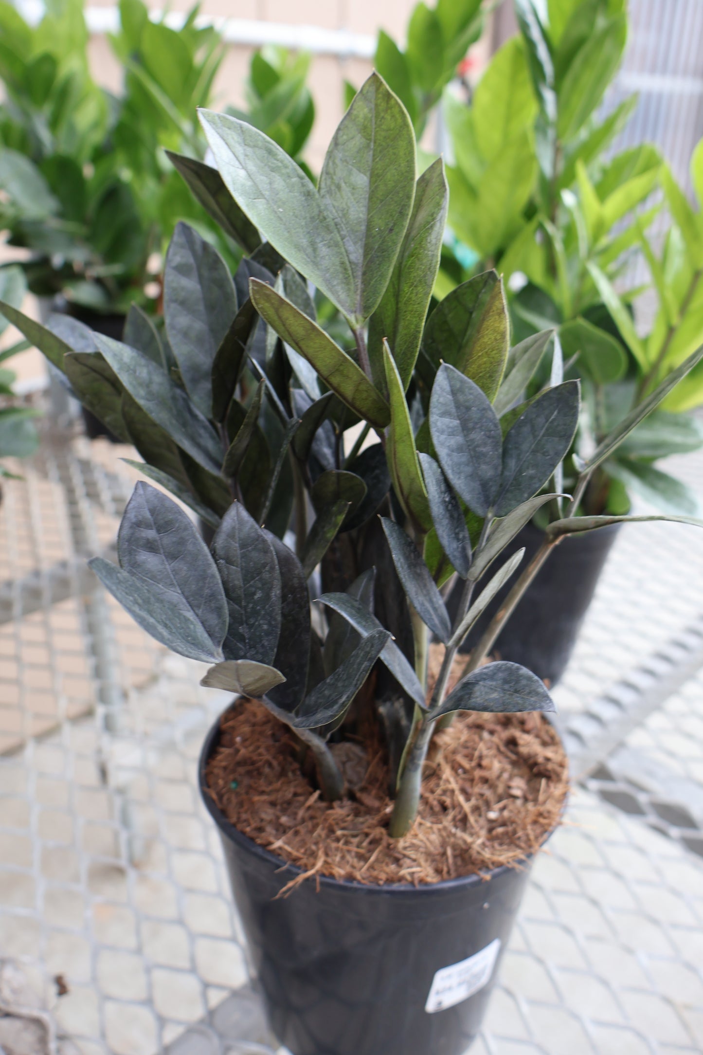 5.39" EVERLAST ZZ PLANT
