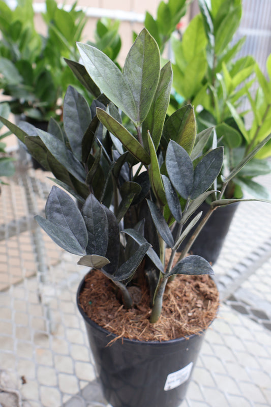 5.39" EVERLAST ZZ PLANT