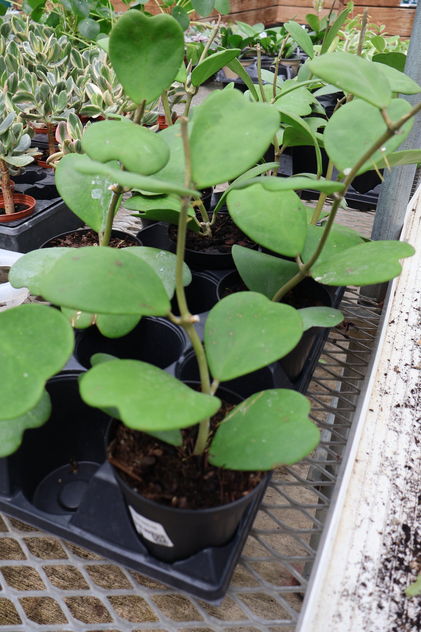 4" HOYA KERRI VINE