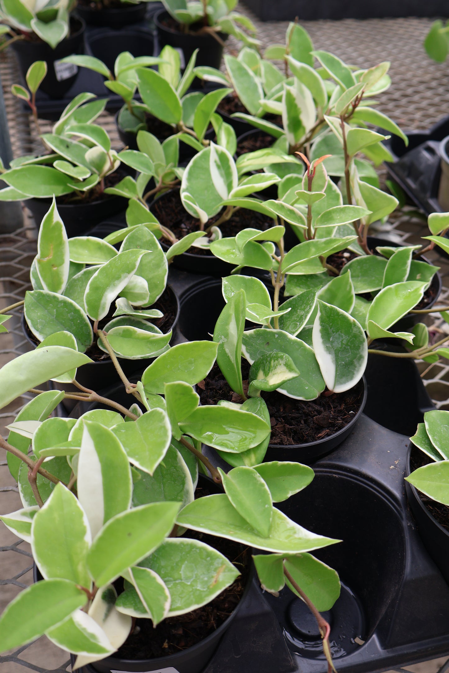 4" HOYA ASSORTED