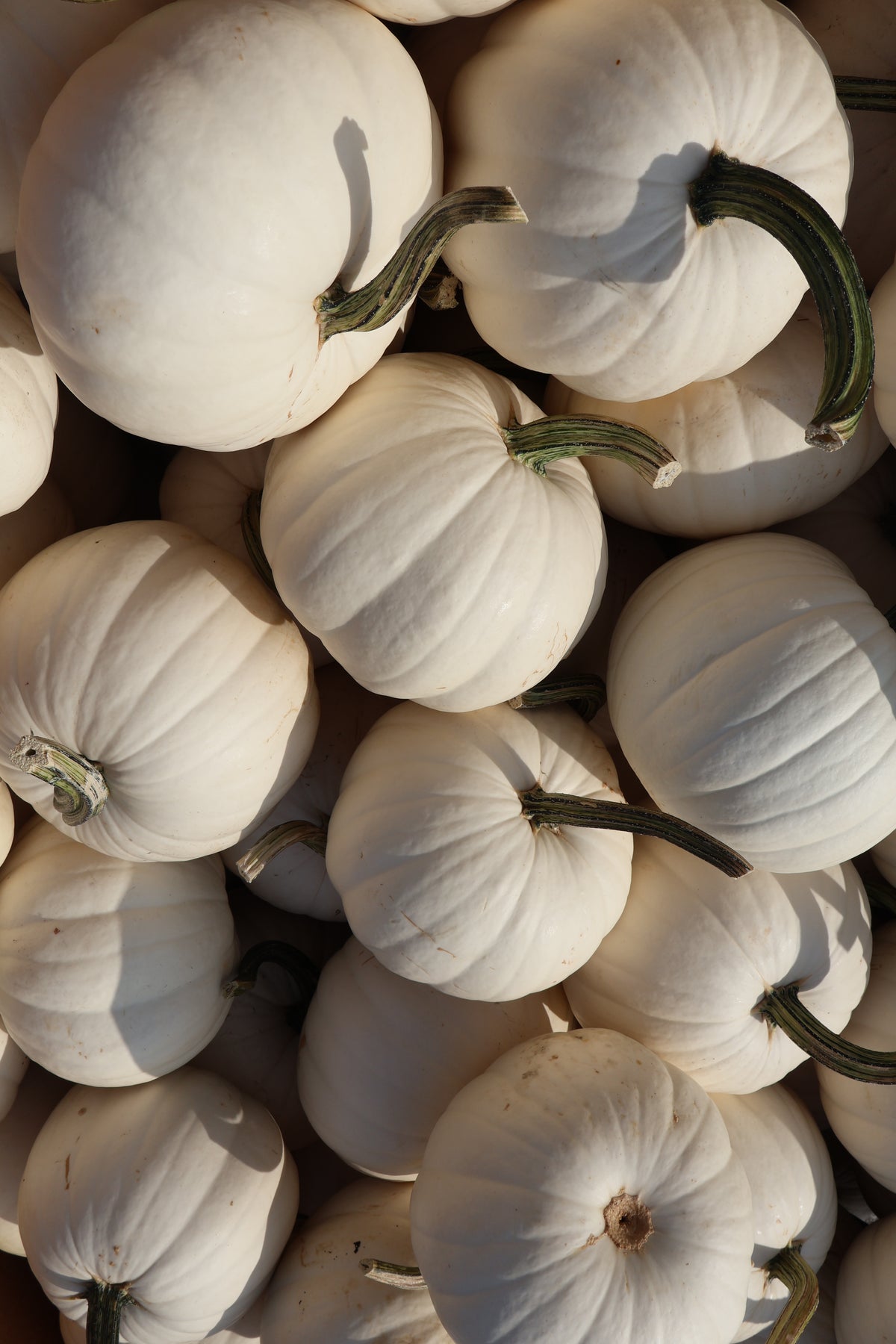 Medium White Pumpkin