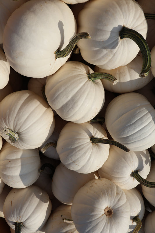 Medium White Pumpkin